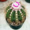 Melocactus_multiceps